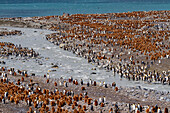 Ausgewachsene Königspinguine (Aptenodytes patagonicus) inmitten von Küken in der Brutkolonie am Gold Harbour, Südgeorgien, Polarregionen