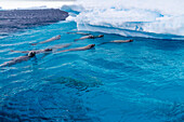 Neugierige Krabbenfresserrobben (Lobodon carcinophaga), schwimmen in der Nähe eines Eisbergs auf Booth Island in der Nähe der Antarktischen Halbinsel, Polarregionen