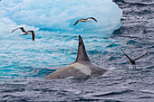 Eine kleine Gruppe von Packeis-Killerwalen (Orcinus orca), kurz nachdem sie eine Weddell-Robbe im Lemaire-Kanal erlegt haben, Antarktis, Polarregionen