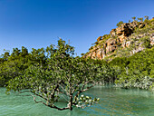 Mangroves in front of the King Leopold sandstone formations, Hunter River, Frederick Harbor, Kimberley, Western Australia, Australia, Pacific