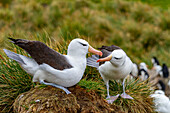 Ausgewachsener Schwarzbrauenalbatros (Thalassarche melanophrys), Paar bei der Balz am Nistplatz auf New Island, Falklands, Südamerika