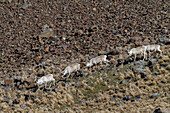 A small group of reindeer (Rangifer tarandus) near the abandoned whaling station in Stromness Bay, South Georgia, Polar Regions