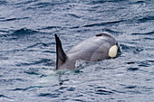 Eine kleine Gruppe von Packeis-Killerwalen (Orcinus orca), kurz nachdem sie eine Weddellrobbe im Lemaire-Kanal erlegt haben, Antarktis, Polarregionen