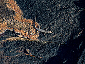 An adult bauxite rainbow skink (Carlia amax), sunning itself on lava formation in Vansittart Bay, Kimberley, Western Australia, Australia, Pacific