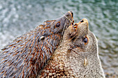 Adult Antarctic fur seal (Arctocephalus gazella), bulls fighting in Hercules Bay on South Georgia Island, Polar Regions