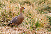 Ausgewachsene weibliche Magellangans (Hochlandgans) (Chloephaga picta), auf New Island auf den Falklandinseln, Südatlantik, Südamerika