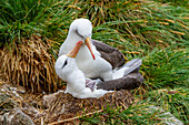 Ausgewachsener Schwarzbrauenalbatros (Thalassarche melanophrys), Paar bei der Balz am Nistplatz auf New Island, Falklands, Südamerika