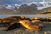 Southern elephant seal (Mirounga leonina) pup nursing at Gold Harbour on South Georgia Island in the Southern Ocean, Polar Regions