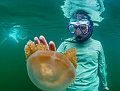 Schnorchler mit Goldqualle (Mastigias papua etpisoni), im Jellyfish Lake, einem Meeressee auf der Insel Eil Malk, Rock Islands, Palau, Mikronesien, Pazifik