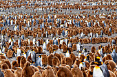 Adult king penguins (Aptenodytes patagonicus) amongst chicks at breeding colony at Gold Harbour, South Georgia Island, Polar Regions