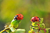 Seven-spot ladybirds (Coccinella septempunctata), France, Europe