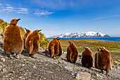 King penguin (Aptenodytes patagonicus) chicks (okum boys) at nesting colony at Salisbury Plain, South Georgia, Polar Regions