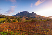 Alluvia Vineyard bei Sonnenaufgang, Stellenbosch, Westliche Kap-Provinz, Südafrika, Afrika