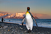 Sunrise on king penguin (Aptenodytes patagonicus) at nesting and breeding colony at Salisbury Plain, South Georgia, Polar Regions