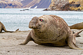 Junger Herausforderer-Bulle des Südlichen Seeelefanten (Mirounga leonina) auf der Flucht vor dem Strandmeister-Bullen, Südgeorgien-Insel, Polargebiete