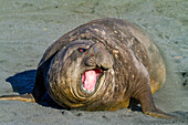 Adult bull southern elephant seal (Mirounga leonina) issuing a bellow towards another male, Gold Harbour, South Georgia, Polar Regions