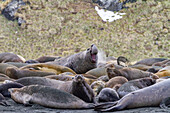 Adult bull southern elephant seal (Mirounga leonina) issuing a bellowing challenge at Gold Harbour on South Georgia, Polar Regions