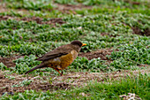 Erwachsene Australische Drossel (Turdus falklandii falklandii), mit sauber gebrochenem rechten Bein auf Carcass Island auf den Falklandinseln, Südamerika