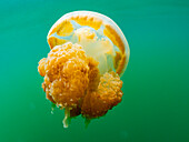 Golden jellyfish (Mastigias papua etpisoni), in Jellyfish Lake, a marine lake located on Eil Malk island, Rock Islands, Palau, Micronesia, Pacific