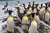 Ausgewachsene Königspinguine (Aptenodytes patagonicus) auf dem Rückweg vom Meer zur Brutkolonie in Salisbury Plain, Südgeorgien, Polargebiete