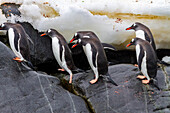 Adult gentoo penguins (Pygoscelis papua), returning and coming from the sea at Booth Island, Antarctica, Southern Ocean, Polar Regions