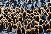 King penguin (Aptenodytes patagonicus) chicks (okum boys) at nesting colony at Salisbury Plain, South Georgia, Polar Regions