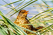 Ausgewachsene Australische Drossel (Turdus falklandii falklandii), im Tussockgras auf Carcass Island auf den Falklandinseln, Südamerika