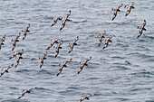 Adult cape petrels (Daption capense), in flight near Deception Island, Antarctica, Southern Ocean, Polar Regions