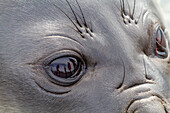 Southern elephant seal (Mirounga leonina) weaner pup eye detail on the beach at Gold Harbour on South Georgia, Polar Regions