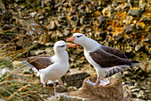 Ausgewachsener Schwarzbrauenalbatros (Thalassarche melanophrys), Paar bei der Balz am Nistplatz auf New Island, Falklands, Südamerika