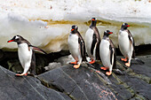 Ausgewachsene Eselspinguine (Pygoscelis papua), auf dem Rückweg vom Meer bei Booth Island, Antarktis, Südpolarmeer, Polargebiete