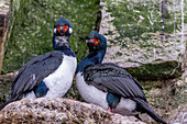 Rock shag (Phalacrocorax magellanicus), pair exhibiting courtship behavior near New Island in the Falkland Islands, South America