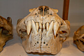 Adult bull southern elephant seal (Mirounga leonina), skull on display at the Natural History Museum in Stanley, Falklands, South America