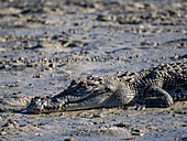 A young saltwater crocodile (Crocodylus porosus), sunning itself on the banks of Porosus Creek, Kimberley, Western Australia, Australia, Pacific