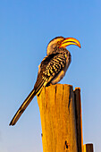 Südlicher Gelbschnabel-Hornvogel, Pilanesberg-Nationalpark, Nordwest-Provinz, Südafrika, Afrika