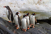 Adult gentoo penguins (Pygoscelis papua), returning and coming from the sea at Booth Island, Antarctica, Southern Ocean, Polar Regions