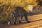 African Leopard, Pilanesberg National Park, North West Province, South Africa, Africa