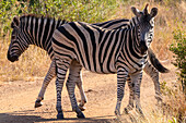 Zebra, Pilanesberg National Park, North West Province, South Africa, Africa