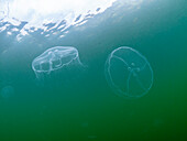 Ein Paar Mondquallen (Aurelia sp), im Quallensee auf der Insel Eil Malk, Rock Islands, Palau, Mikronesien, Pazifik