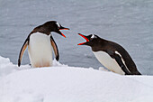 Ausgewachsene Eselspinguine (Pygoscelis papua) streiten sich auf Booth Island, Antarktis, Südpolarmeer, Polargebiete