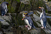 Makkaroni-Pinguine (Eudyptes chrysolophus) klettern an steilen Klippen in der Hercules Bay auf der Insel Südgeorgien hoch, Polargebiete