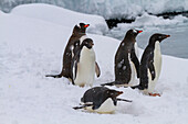 Adeliepinguine (Pygoscelis adeliae), mit Zügelpinguinen (Pygoscelis antarctica), auf dem Eis von Booth Island, Antarktis, Polargebiete