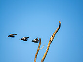 Adult pied butcherbirds (Cracticus nigrogularis), taking flight in Vansittart Bay, Kimberley, Western Australia, Australia, Pacific