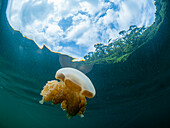 Golden jellyfish (Mastigias papua etpisoni), in Jellyfish Lake, a marine lake located on Eil Malk island, Rock Islands, Palau, Micronesia, Pacific