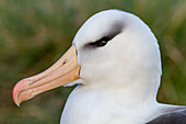 Ausgewachsener Schwarzbrauenalbatros (Thalassarche melanophrys), Nahaufnahme am Nistplatz auf West Point Island, Falklands, Südamerika