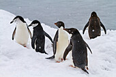 Adeliepinguine (Pygoscelis adeliae), mit Zügelpinguinen (Pygoscelis antarctica), auf dem Eis von Booth Island, Antarktis, Polargebiete