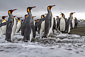 Ausgewachsene Königspinguine (Aptenodytes patagonicus) auf dem Rückweg vom Meer zur Nistkolonie in Salisbury Plain, Südgeorgien, Polarregionen