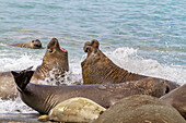 Southern elephant seal (Mirounga leonina) bull issuing a vocalization challenge at Gold Harbour on South Georgia, Polar Regions