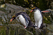 Macaroni penguins (Eudyptes chrysolophus) scrambling up steep cliffs at Hercules Bay on South Georgia Island, Polar Regions