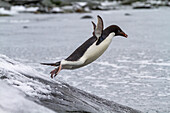 Adeliepinguin (Pygoscelis adeliae), Sprung ins Meer bei Booth Island, Antarktis, Polargebiete